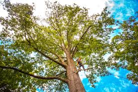 Best Tree Disease Treatment  in Oak Harbor, WA