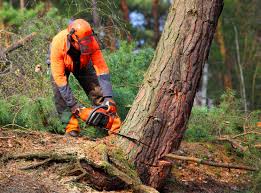 Best Commercial Tree Services  in Oak Harbor, WA