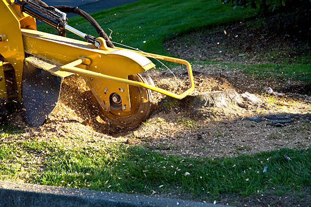 Best Utility Line Clearance  in Oak Harbor, WA