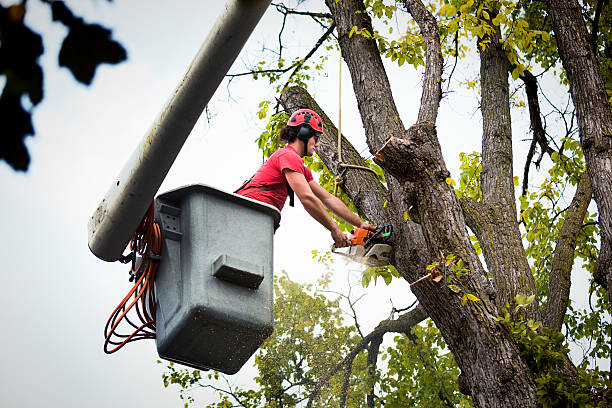 Trusted Oak Harbor, WA Tree Services Experts